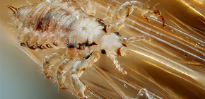 How quickly human lice reproduce and what is their development life cycle