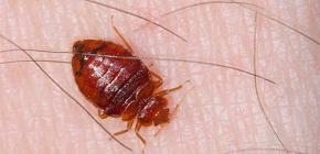 Characteristic symptoms of biting bed bugs