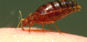 Bed bugs and their bites