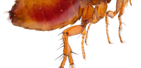 How and by what means to remove fleas from home