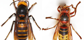 Photos of hornets and a description of the interesting features of their lives