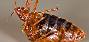 Breeding details for bed bugs