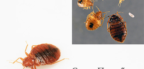 Destruction of bedbugs in St. Petersburg: where to turn?
