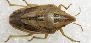 Photos and descriptions of different types of bedbugs