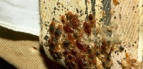 How and how can you quickly remove bed bugs from the apartment?