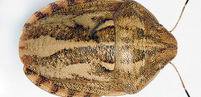 Bug harmful turtle (Eurygaster integriceps)