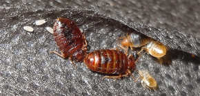 How can kill bed bugs, as well as their eggs
