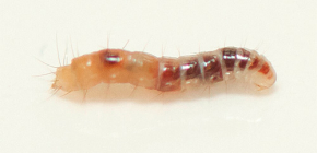 What flea larvae look like and where to look for them in the house