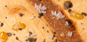 Bedbug eggs and their destruction
