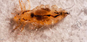 Details about lice lice, the features of their life and potential danger