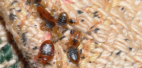 About the treatment of the apartment from bed bugs