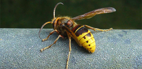 Review of the most effective against wasps and hornets