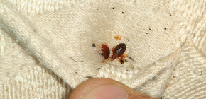 We destroy bedbugs with their own hands