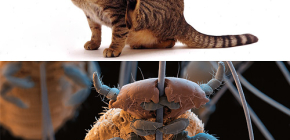 Do cats have lice and how to remove small parasites from pet hair