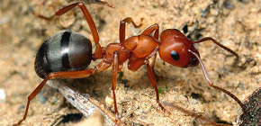 How ants find their way home in an anthill