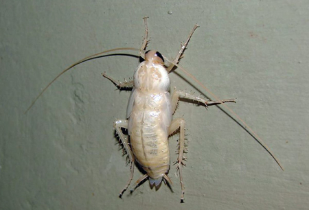 White cockroaches in the apartment - what kind of albinos are they?
