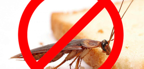 The destruction of insects: useful tips and important nuances