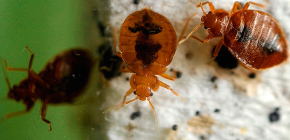 What should be the death of bedbugs in the apartment: a review of reliable means and useful tips