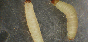 Moth larvae on the photo and methods of dealing with them