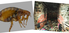 Basement fleas in the apartment and methods of dealing with them