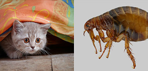 On the effective fight against fleas in the apartment