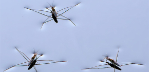 Details of life bugs water strider