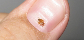 How to quickly detect bed bugs in the apartment