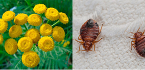 Is tansy effective against bedbugs?