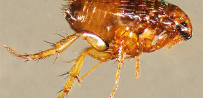 What are dangerous fleas for humans?