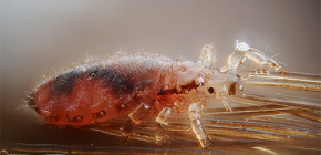 Incubation period of development of head lice