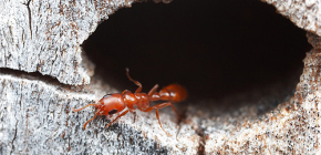 How many ants usually live and how is their life in an anthill
