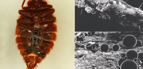 Drugs for bedbugs (including microencapsulated)