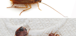 On the peculiarities of the destruction of bedbugs and cockroaches