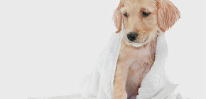 Get acquainted with flea shampoos for dogs and puppies