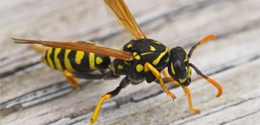 How to deal with wasps on the balcony