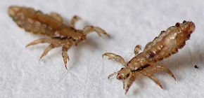 Human head lice and the diseases they spread