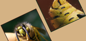 What is important to know about the bites of wasps and their danger to humans