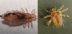 What types of lice occur in humans?