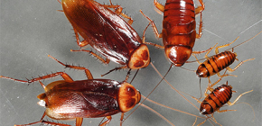Breeding characteristics of domestic cockroaches
