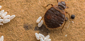 Get rid of bed bugs in the apartment quickly and efficiently
