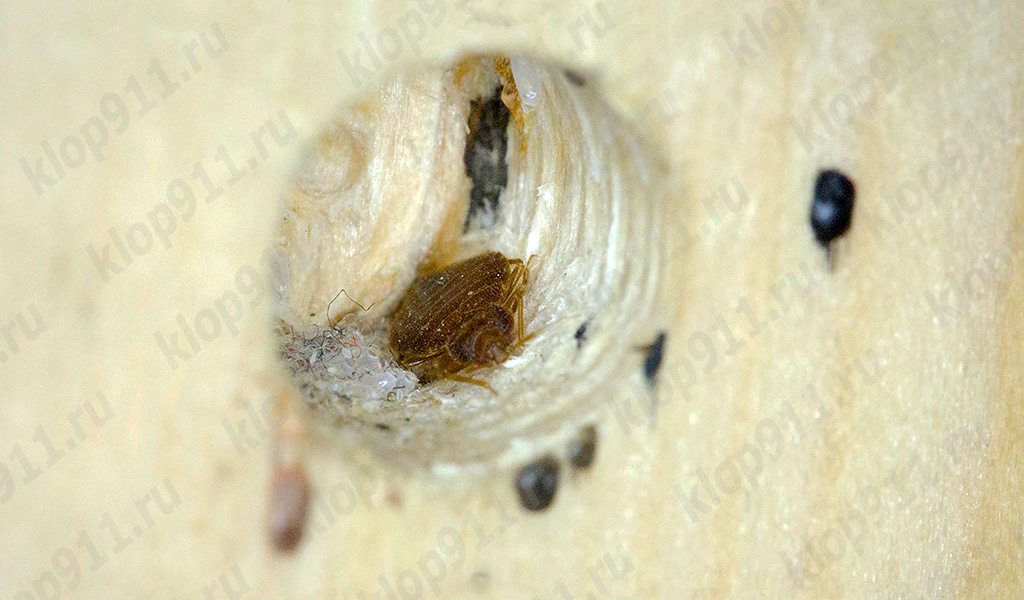 Bedbug nest in furniture