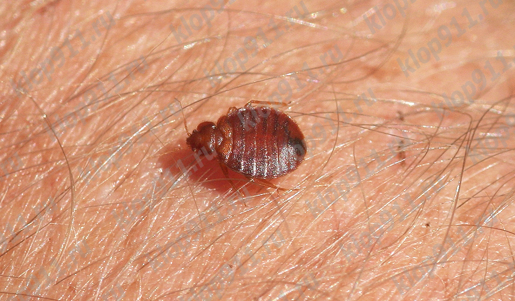 The bedbug prepares to bite