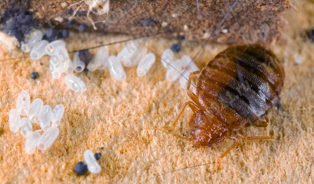 Eggs bedbugs in the couch