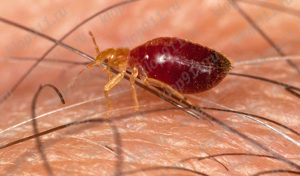 Bug larva after saturation