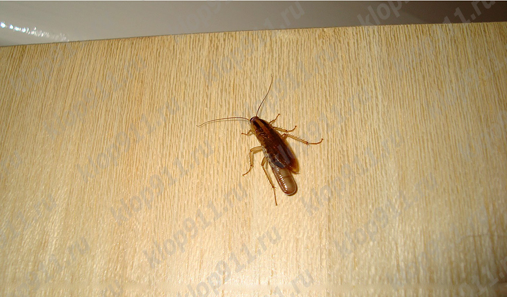 Female cockroach with an egg (edema)