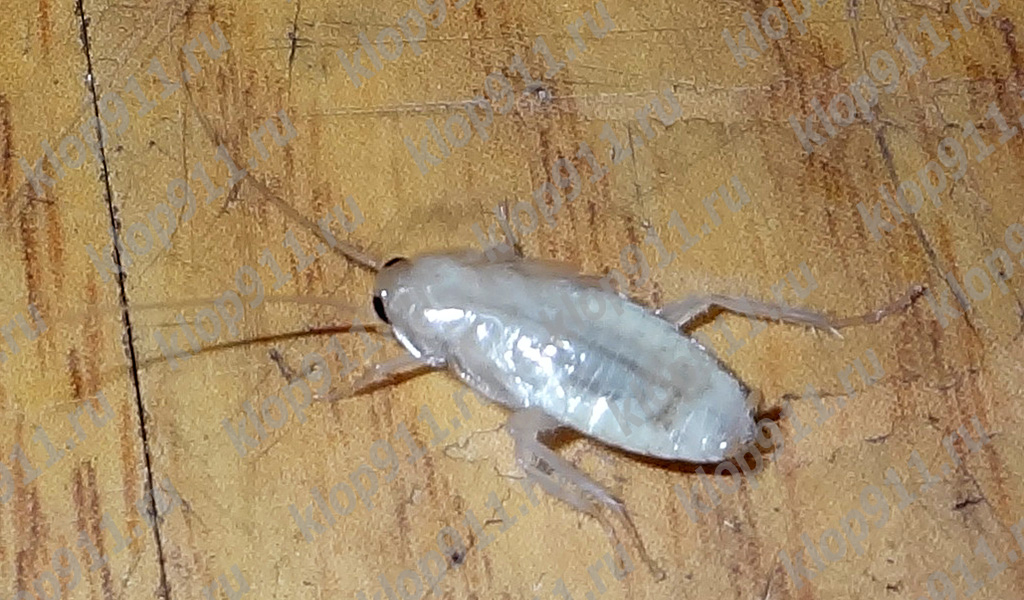 Albino cockroach