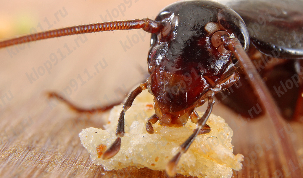 Cockroach eats bread (macro photo)