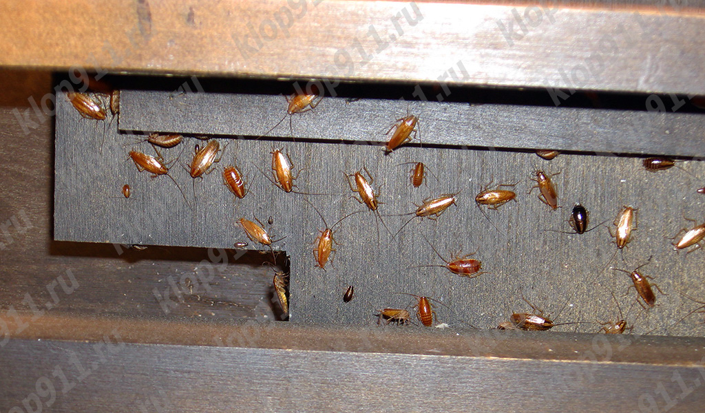 Nest of red cockroaches in furniture