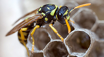 Hornets and wasps