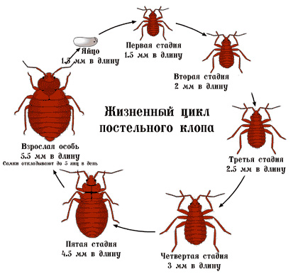 Transformationscykeln bedbug